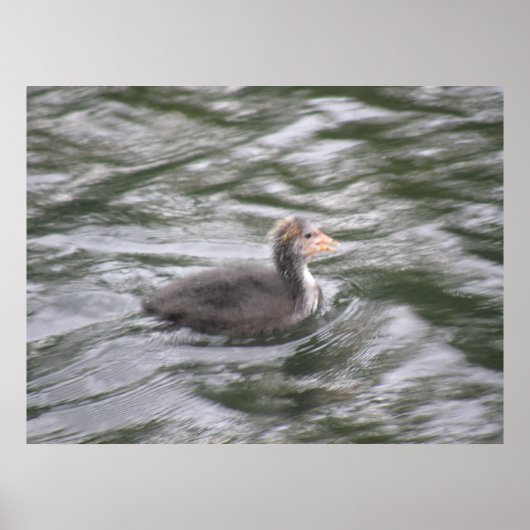 Niedliches Coot Chick auf Choppy Waters Poster (Vorne)