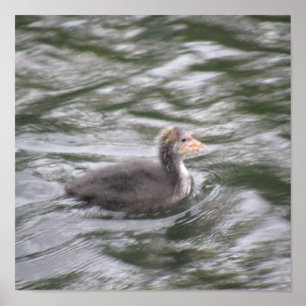 Niedliches Coot Chick auf Choppy Waters Poster