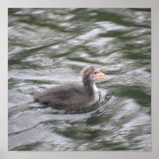 Niedliches Coot Chick auf Choppy Waters Poster (Vorne)