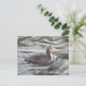 Niedliches Coot Chick auf der Postkarte Choppy Wat (Stehend Vorderseite)