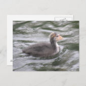 Niedliches Coot Chick auf der Postkarte Choppy Wat (Vorne/Hinten)