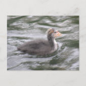 Niedliches Coot Chick auf der Postkarte Choppy Wat (Vorderseite)