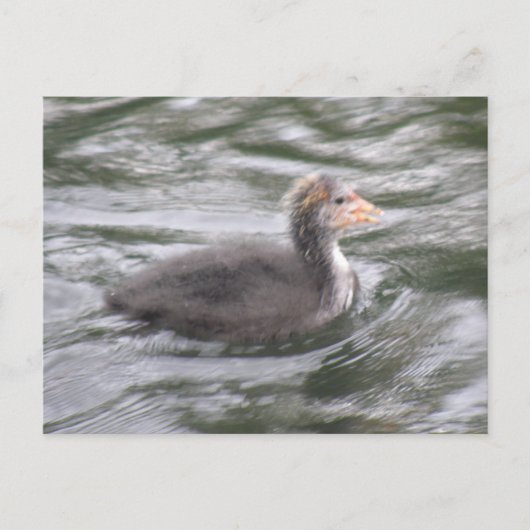 Niedliches Coot Chick auf der Postkarte Choppy Wat (Vorderseite)