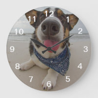 Niedliches Corgi mit Ausblenden der Zunge