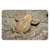 Niedliches Crawling Toad Premium Magnet (Horizontal)