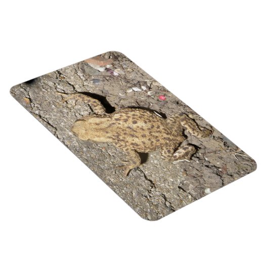 Niedliches Crawling Toad Premium Magnet (Rechte Seite)