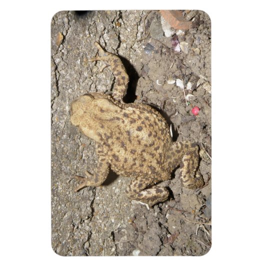 Niedliches Crawling Toad Premium Magnet (Vertikal)