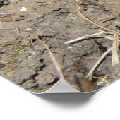 Niedliches Crawling Toad Print Poster (Ecke)