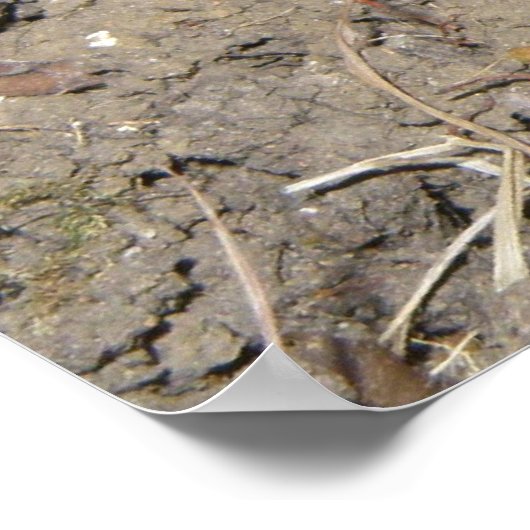 Niedliches Crawling Toad Print Poster (Ecke)