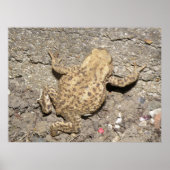 Niedliches Crawling Toad Print Poster (Vorne)