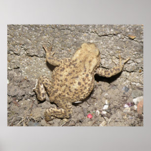 Niedliches Crawling Toad Print Poster