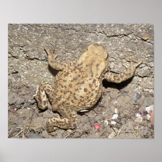 Niedliches Crawling Toad Print Poster (Vorne)