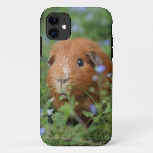 Niedliches cuddly Ingwermeerschweinchen draußen Case-Mate iPhone Hülle (Rückseite)