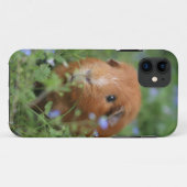 Niedliches cuddly Ingwermeerschweinchen draußen Case-Mate iPhone Hülle (Rückseite (Horizontal))