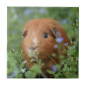 Niedliches cuddly Ingwermeerschweinchen draußen Fliese (Vorderseite)