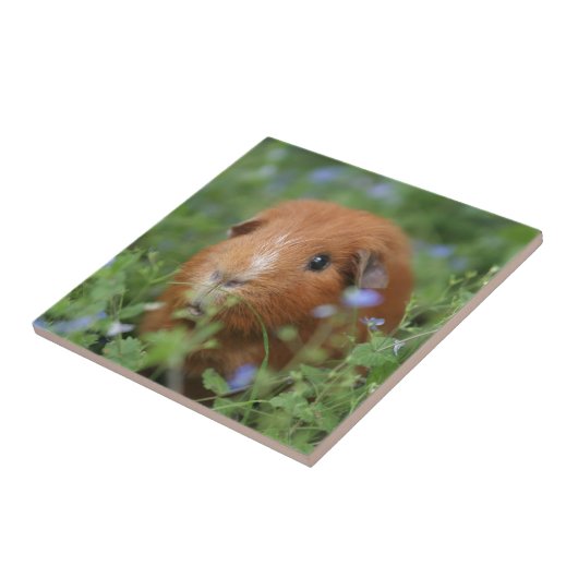 Niedliches cuddly Ingwermeerschweinchen draußen Fliese (Seite)
