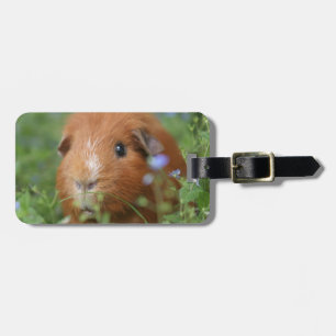Niedliches cuddly Ingwermeerschweinchen draußen Gepäckanhänger