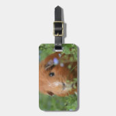 Niedliches cuddly Ingwermeerschweinchen draußen Gepäckanhänger (Vorderseite vertikal)