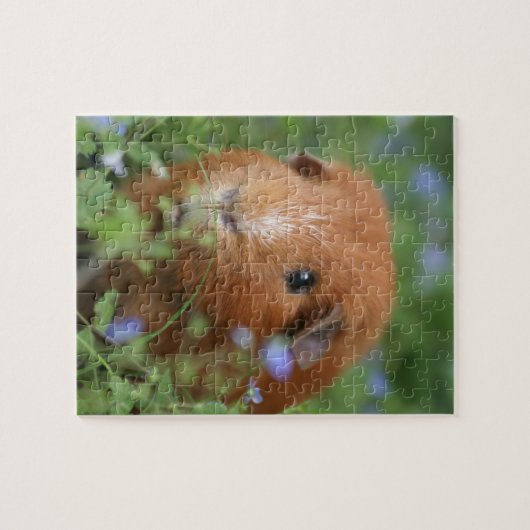 Niedliches cuddly Ingwermeerschweinchen draußen Puzzle (Horizontal)