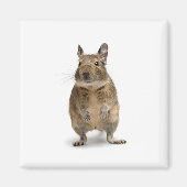 Niedliches Degu Magnet (Vorne)