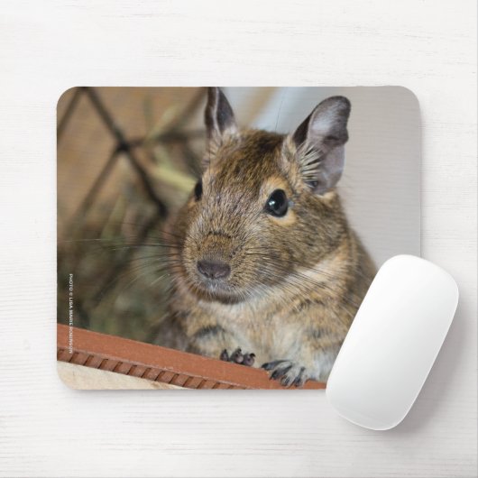 Niedliches Degu Mousepad (Mit Mouse)