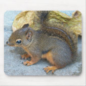 Niedliches Douglas Squirrel Nature Foto Mousepad (Vorne)