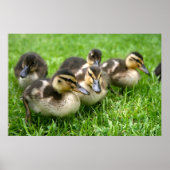 Niedliches Ducklings Poster (Vorne)