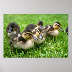 Niedliches Ducklings Poster