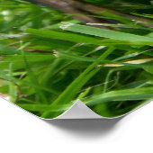 Niedliches Ducklings Poster (Ecke)