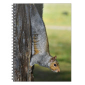 Niedliches Eastern Gray Eichhörnchen Nature Foto Notizblock (Vorderseite)