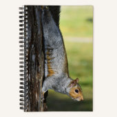 Niedliches Eastern Gray Eichhörnchen Nature Foto Notizblock (Vorderseite)
