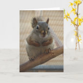 Niedliches Eichhörnchen auf dem Zweig Karte (Gelbe Blume)