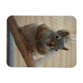 Niedliches Eichhörnchen auf dem Zweig Magnet (Horizontal)