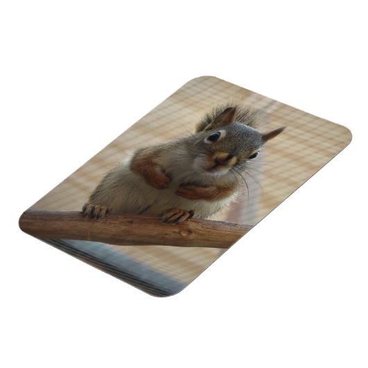 Niedliches Eichhörnchen auf dem Zweig Magnet (Linke Seite)