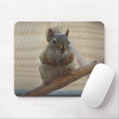 Niedliches Eichhörnchen auf dem Zweig Mousepad (Mit Mouse)