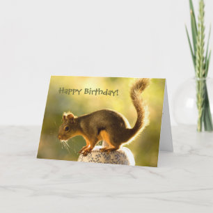 Niedliches Eichhörnchen auf einem Keksjar Karte