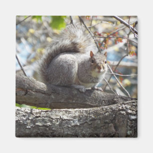 Niedliches Eichhörnchen auf einem Magnet