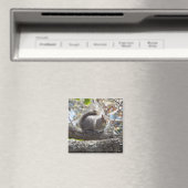Niedliches Eichhörnchen auf einem Zweigmagazin Magnet (In Situ (Geschirrspüler))