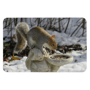 Niedliches Eichhörnchen auf Kaninchenvogeleinzug Magnet
