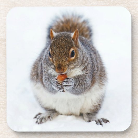 Niedliches Eichhörnchen, das eine Nut isst Getränkeuntersetzer (Vorderseite)