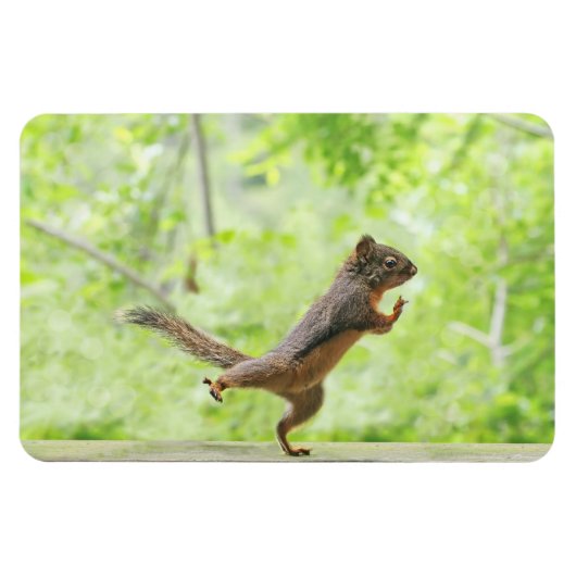 Niedliches Eichhörnchen Doing Tai Chi Magnet (Horizontal)