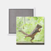 Niedliches Eichhörnchen Doing Tai Chi Magnet (Vorderseite/Rückseite)