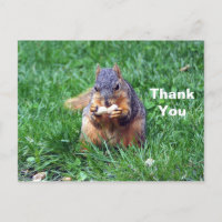 Niedliches Eichhörnchen Erdnuss Foto Danke
