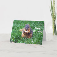 Niedliches Eichhörnchen Erdnuss Foto Geburtstag