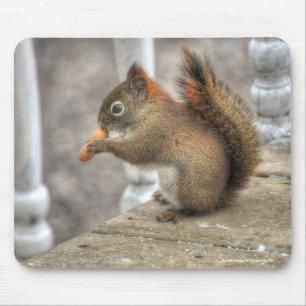Niedliches Eichhörnchen Ess eines Erdnuss Wildlife Mousepad