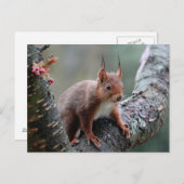 Niedliches Eichhörnchen im Baum Postkarte (Vorne/Hinten)
