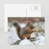 Niedliches Eichhörnchen im Schnee-Foto Postkarte (Vorne/Hinten)