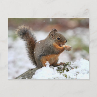Niedliches Eichhörnchen im Schnee-Foto Postkarte