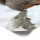 Niedliches Eichhörnchen im Schnee mit Erdnuss Fotodruck (Ecke)