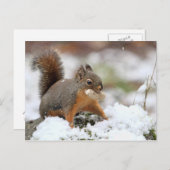 Niedliches Eichhörnchen im Schnee mit Erdnuss Postkarte (Vorne/Hinten)